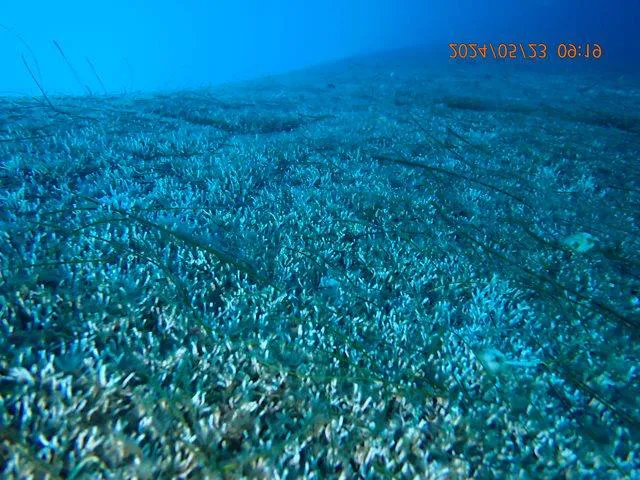 Flat bottom before cleaning, covered in marine growth
