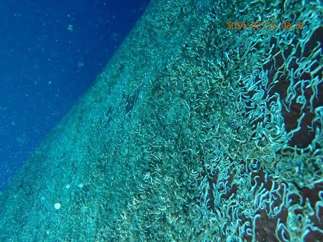 Port bow before cleaning, covered in marine growth