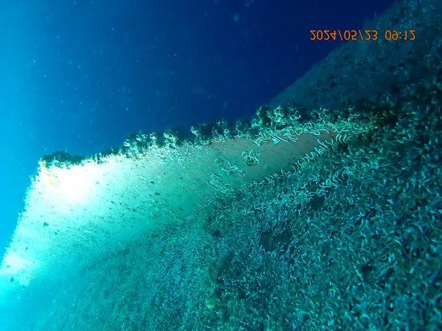 Port midship before cleaning, covered in marine growth