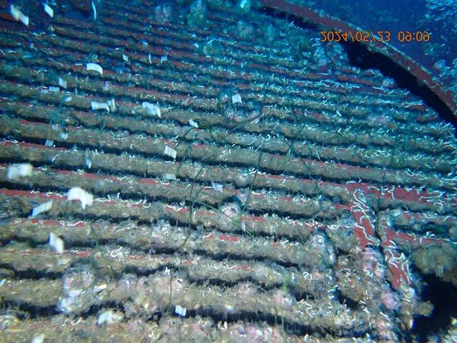 Port stern and sea chests before cleaning, covered in marine growth