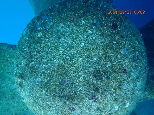 Propeller before cleaning, covered in marine growth