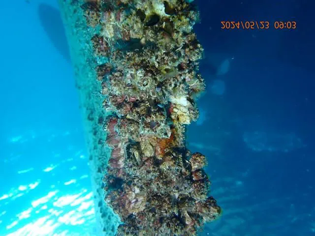 Rudder before cleaning, covered in marine growth