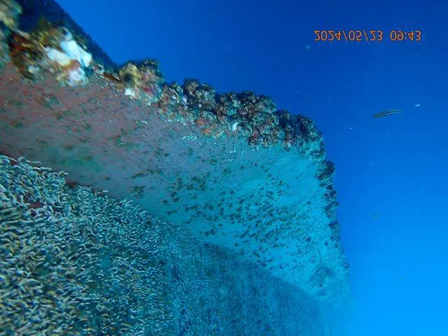 Starboard midship before cleaning, covered in marine growth
